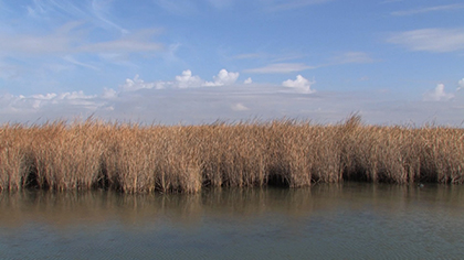 transnational-wetlands-still